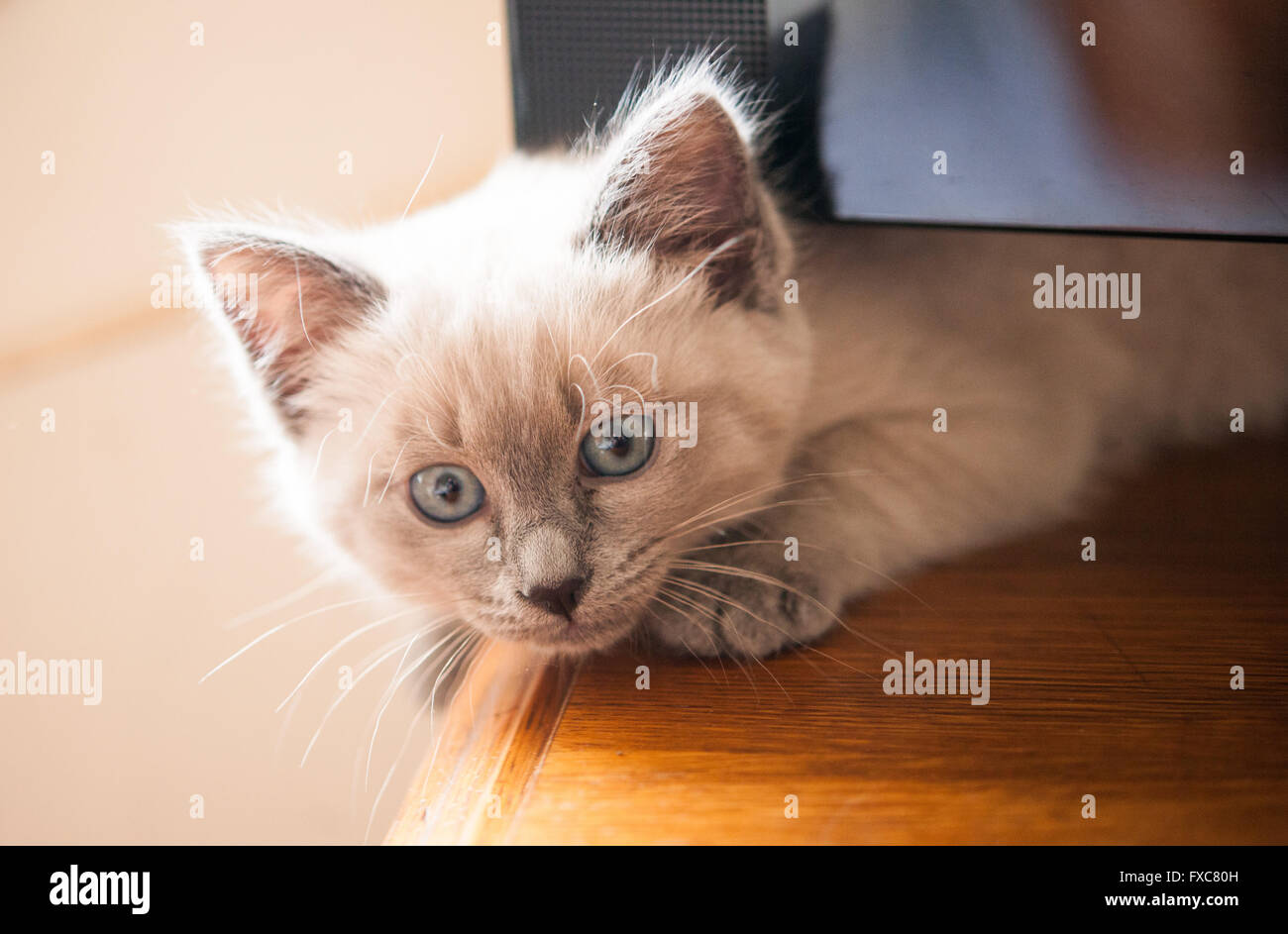 Picture of a Birman kitten, taken on 08/04/2016 in Büdesheim Stock Photo