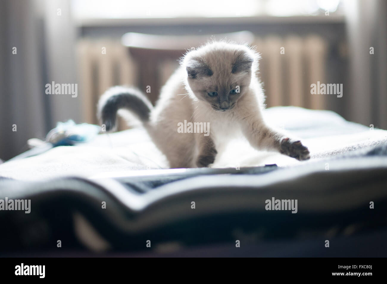 Picture of a Birman kitten, taken on 08/04/2016 in Büdesheim Stock Photo