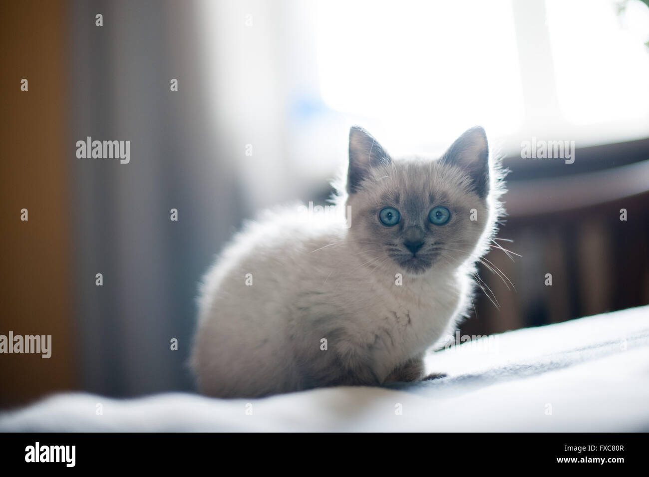 Picture of a Birman kitten, taken on 08/04/2016 in Büdesheim Stock Photo