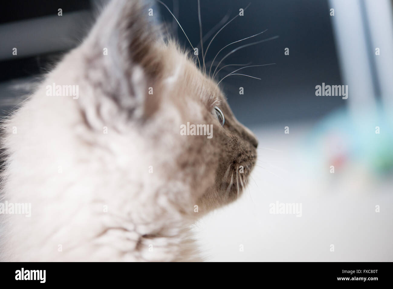 Picture of a Birman kitten, taken on 08/04/2016 in Büdesheim Stock Photo