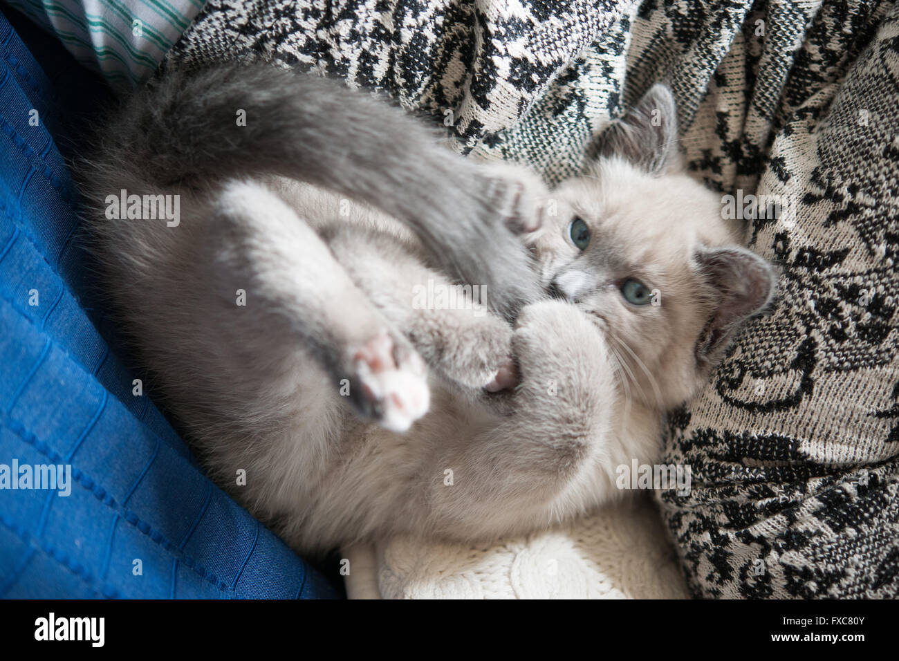 Picture of a Birman kitten, taken on 08/04/2016 in Büdesheim Stock Photo