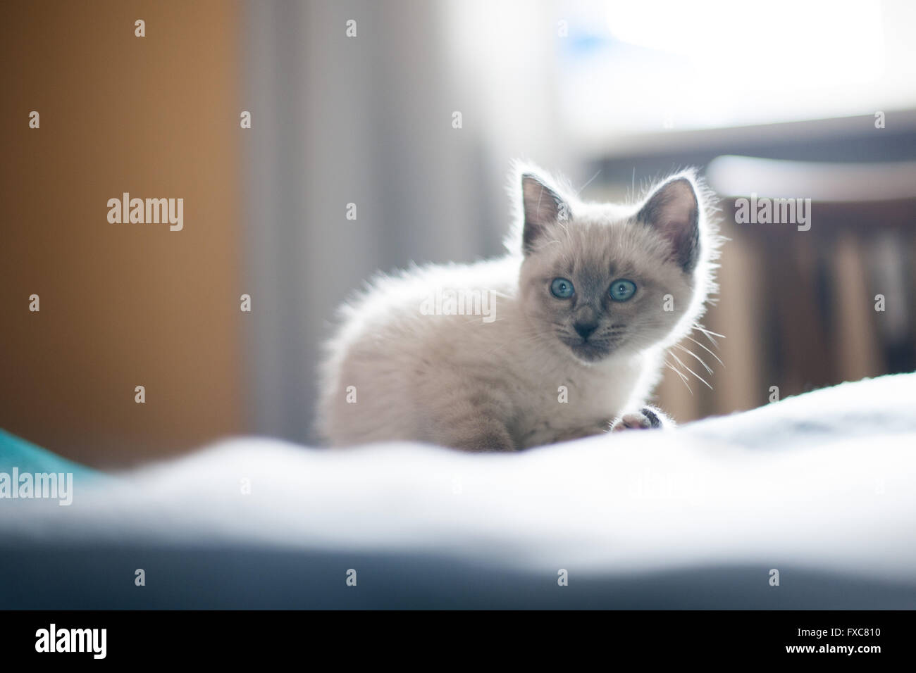Picture of a Birman kitten, taken on 08/04/2016 in Büdesheim Stock Photo