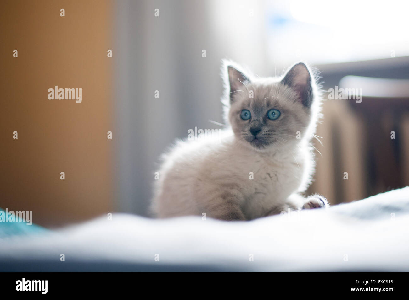 Picture of a Birman kitten, taken on 08/04/2016 in Büdesheim Stock Photo