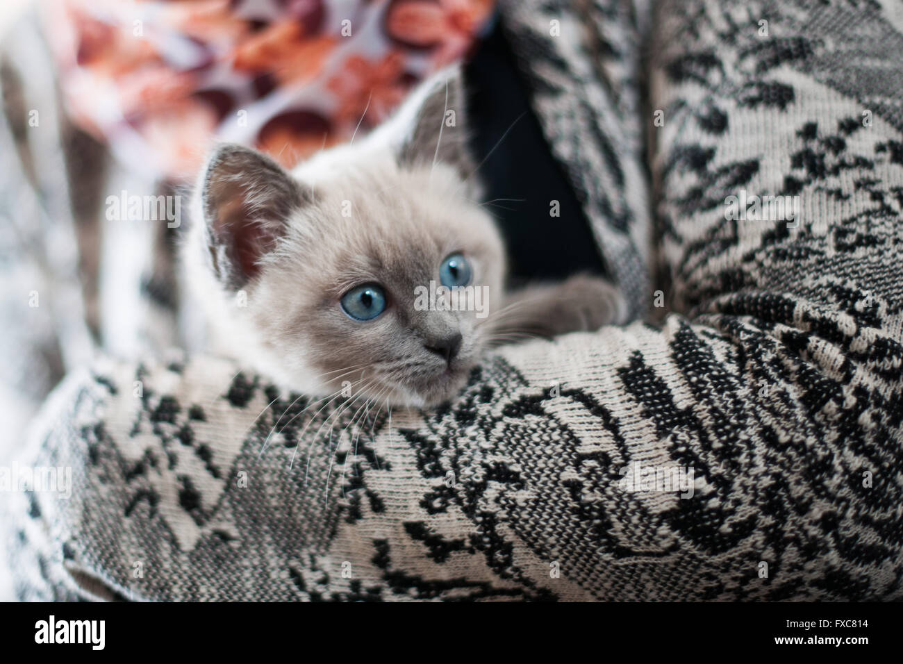 Picture of a Birman kitten, taken on 08/04/2016 in Büdesheim Stock Photo