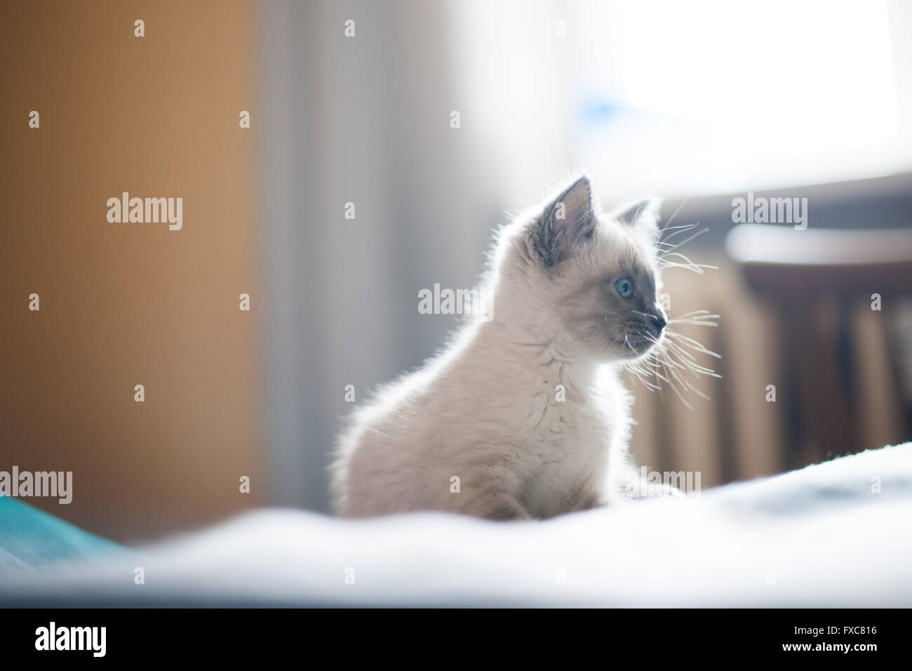 Picture of a Birman kitten, taken on 08/04/2016 in Büdesheim Stock Photo