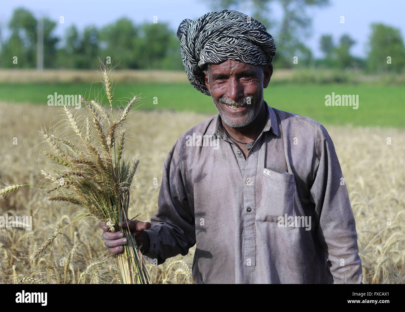 Lahore, Pakistan. 14th Apr, 2016. Pakistani farmer harvests wheat crops ...