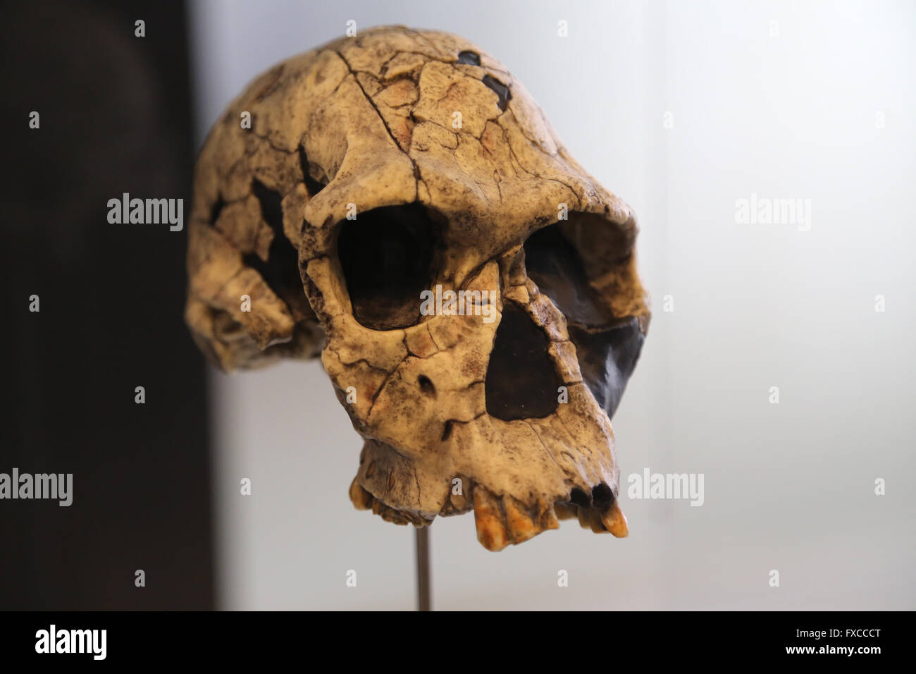 Homo Habilis. Eastern and Southern Africa. -2,3-1.6 millions years ago. Medium Pleistocene. Technology: Mode 1 (Oldowan). Stock Photo