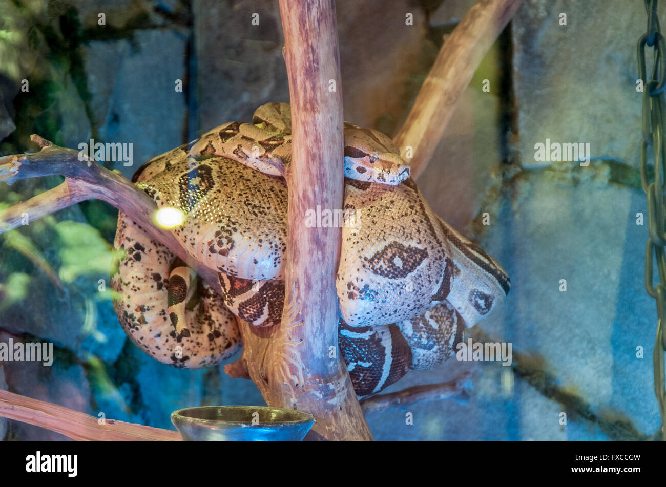 boa in the terrarium on a tree branch in a glass Stock Photo