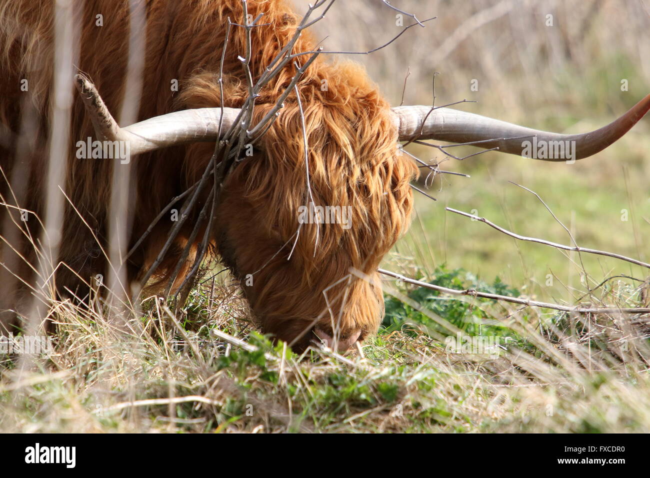 Highland cattle grazing at Pegwell Reserve Stock Photo