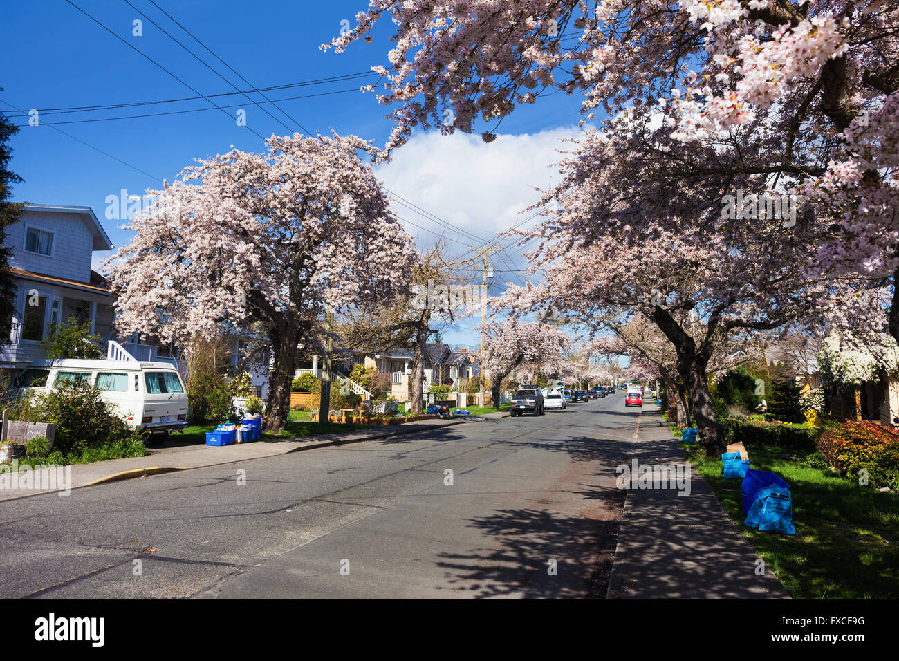 Cherry blossom trees on city street. Victoria, BC. Canada Stock Photo