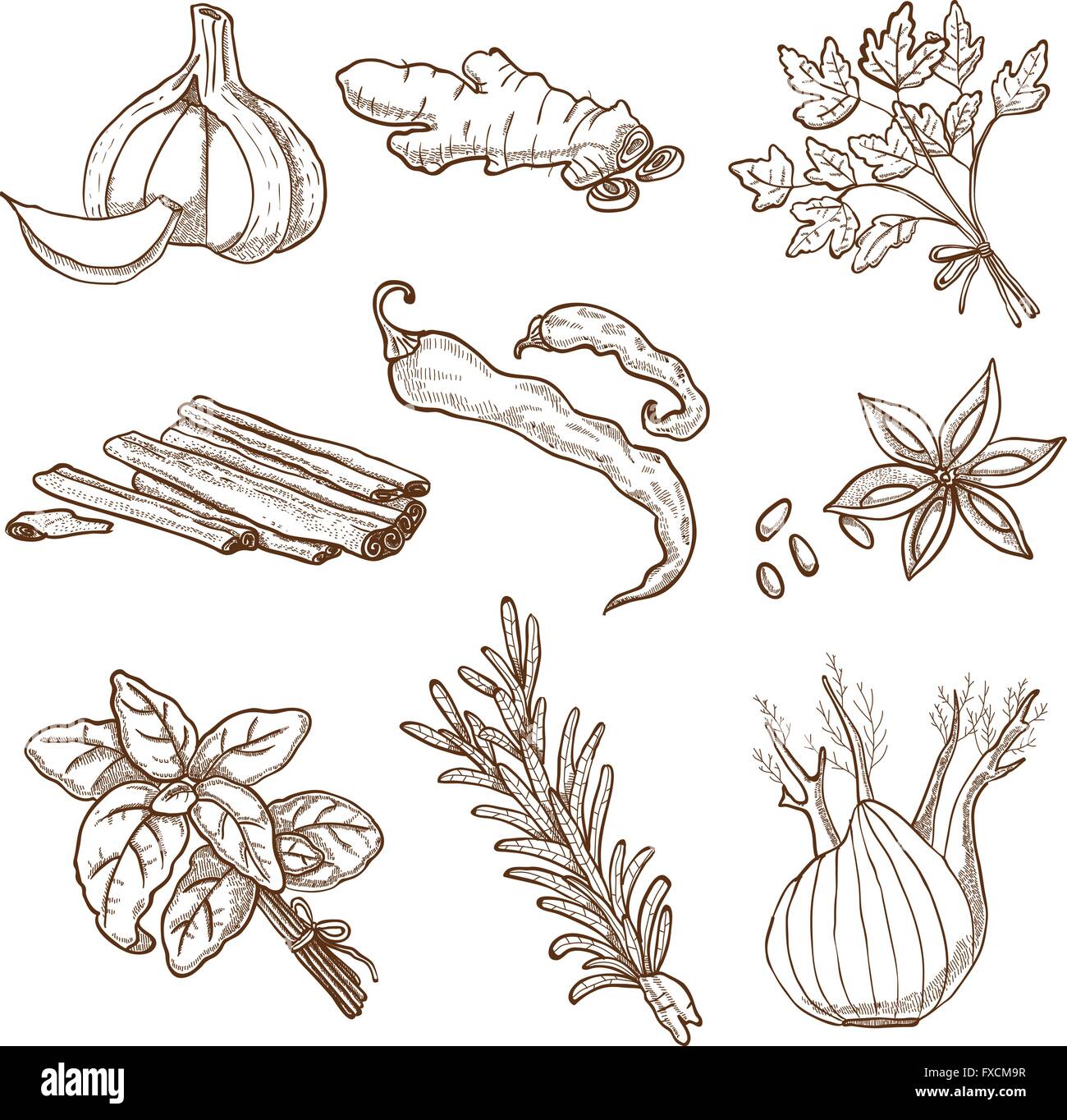 Hand Drawn Herbs And Spices Set Stock Vector Image & Art - Alamy