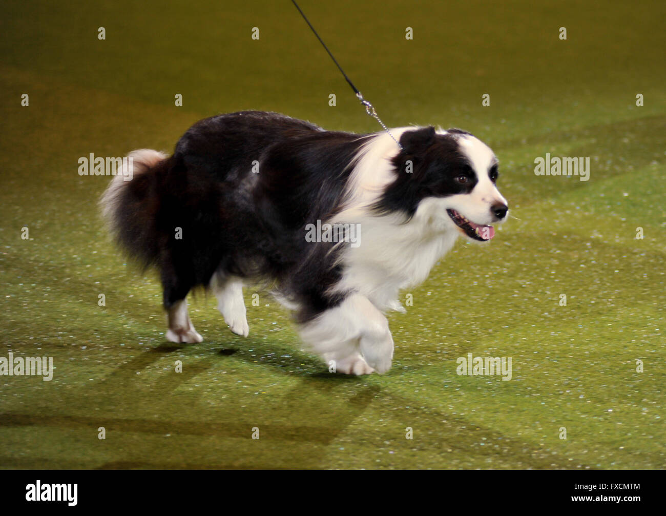Crufts 2016 at NEC Birmingham - Day 4 - Best in Show Presentation  Featuring: GER/INT/AUST CH SIMARO COLD AS ICE WW, Border Collie, Dog, Owner: MRS S ADELSPERGER Where: Birmingham, United Kingdom When: 13 Mar 2016 Stock Photo