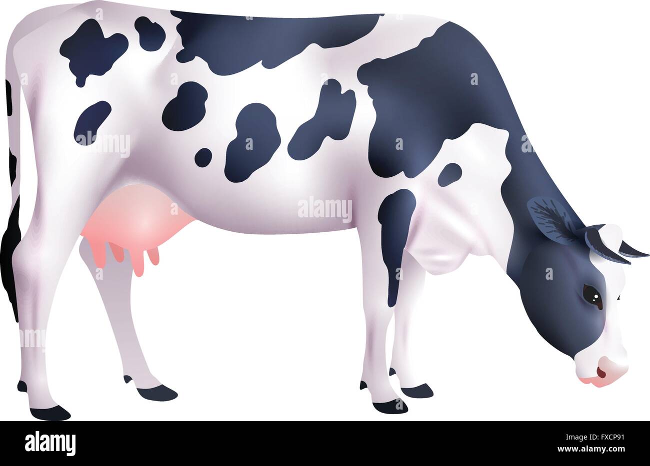 Cow Realistic Illustration Stock Vector Image & Art - Alamy
