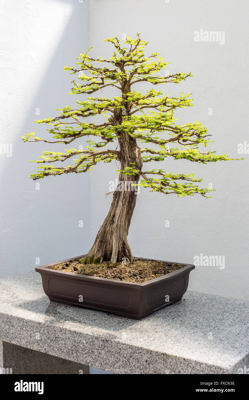 Bald Cypress Bonsai (Taxodium distichum) Stock Photo