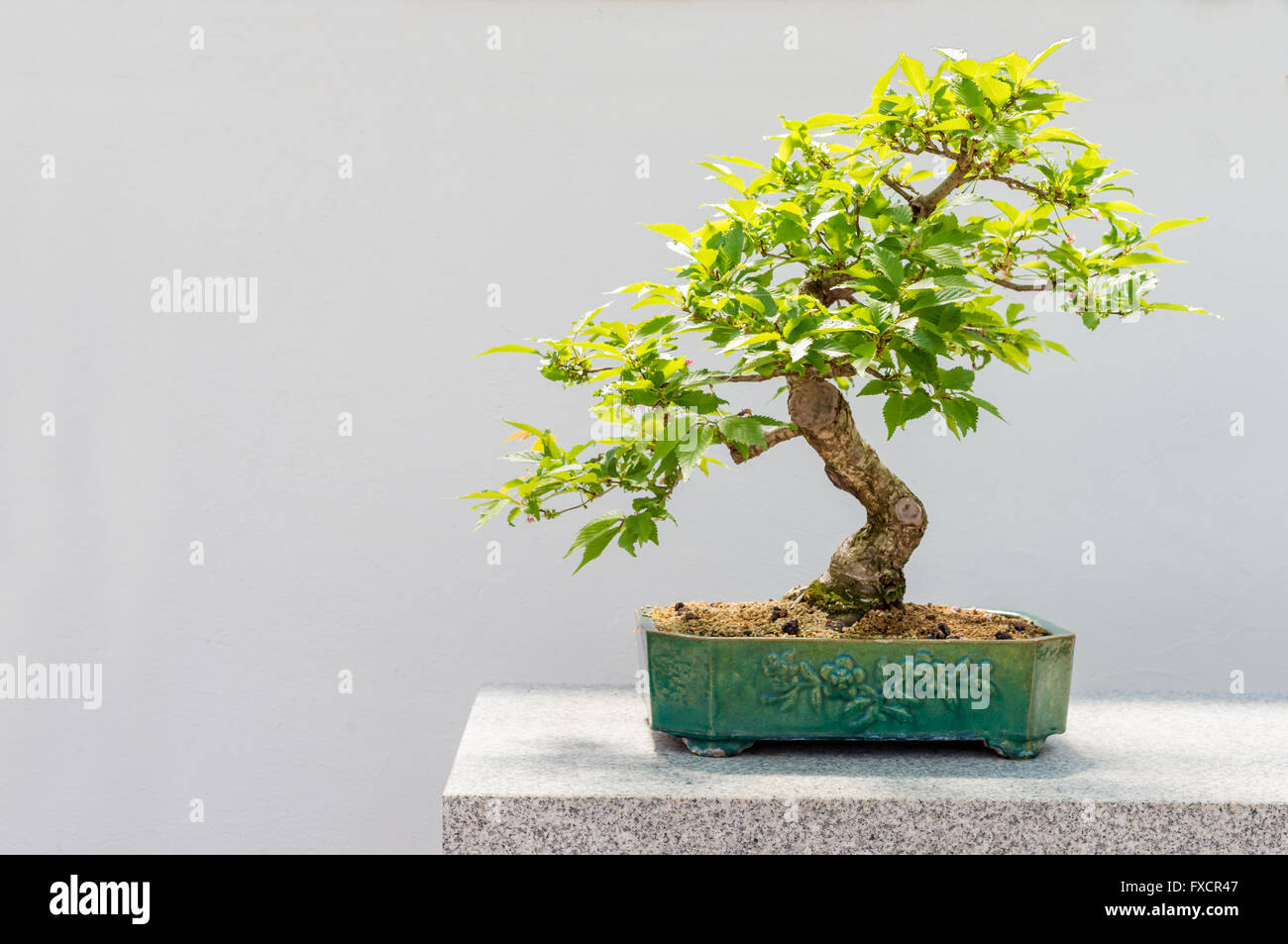 Bonsai tree bonzai tree outdoor hi-res stock photography and images - Alamy