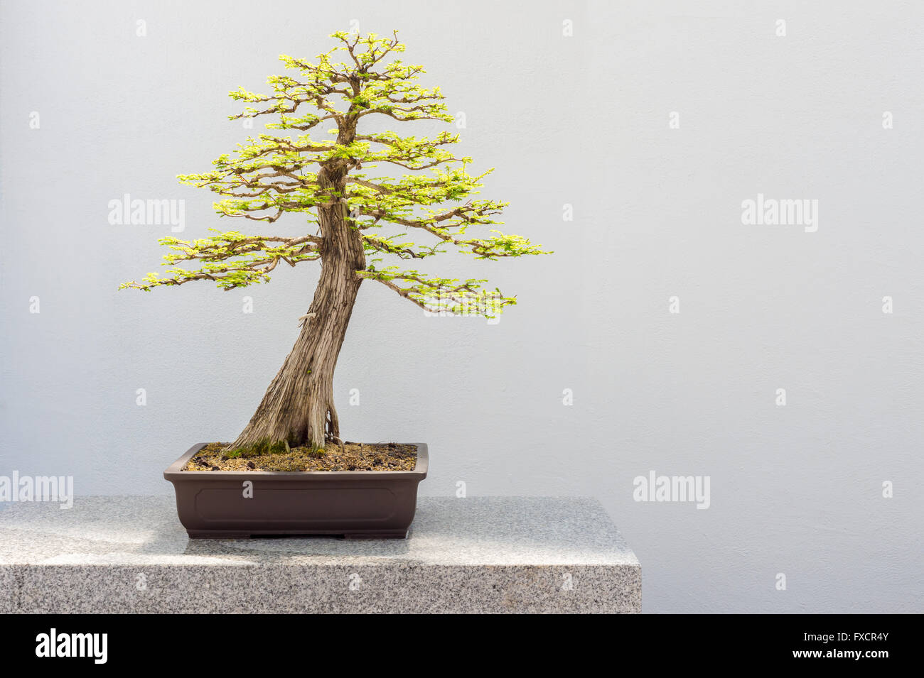 Bald Cypress Bonsai (Taxodium distichum) Stock Photo