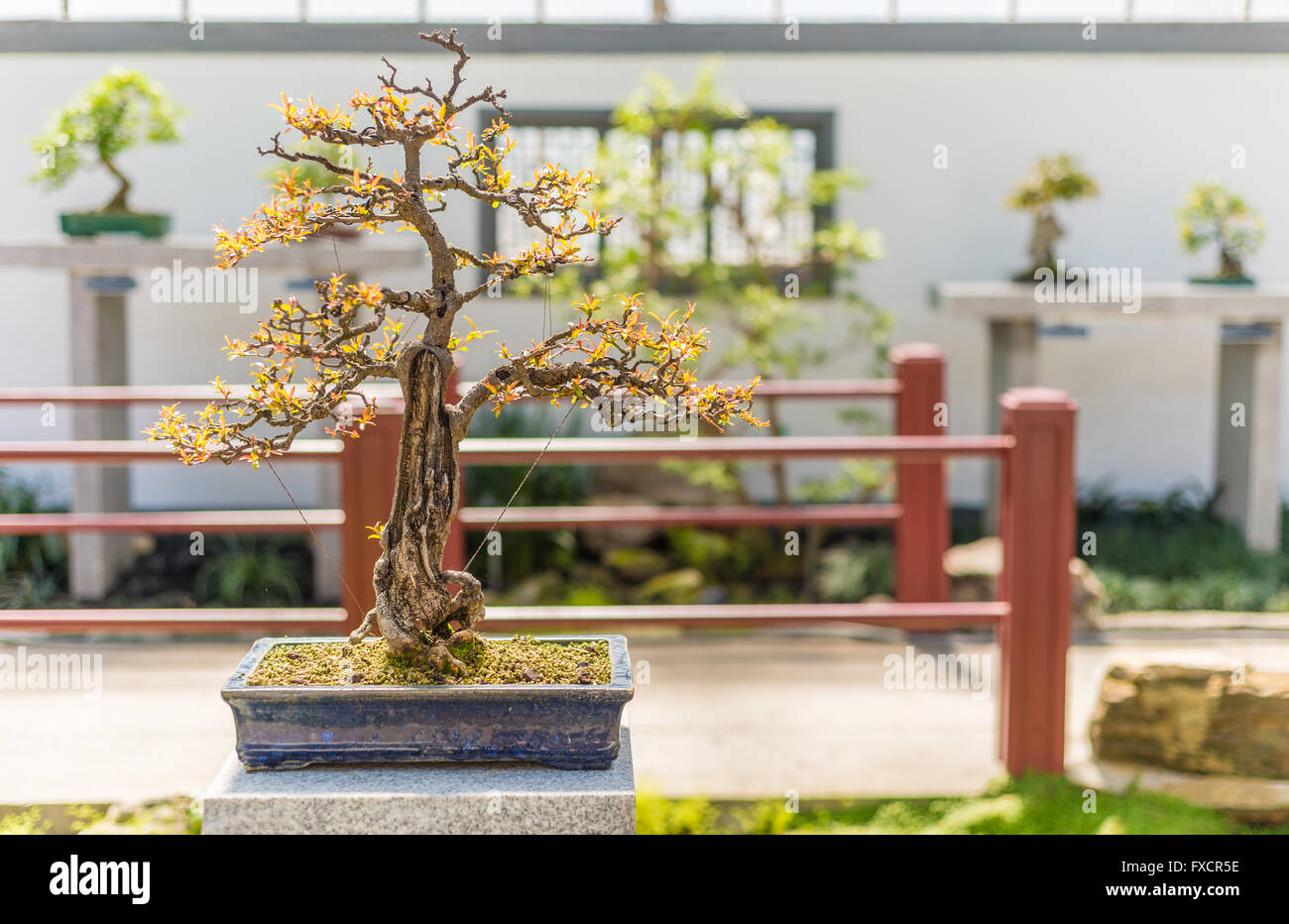 75 yo Pomegranate bonsai (Punica granatum nana) Stock Photo