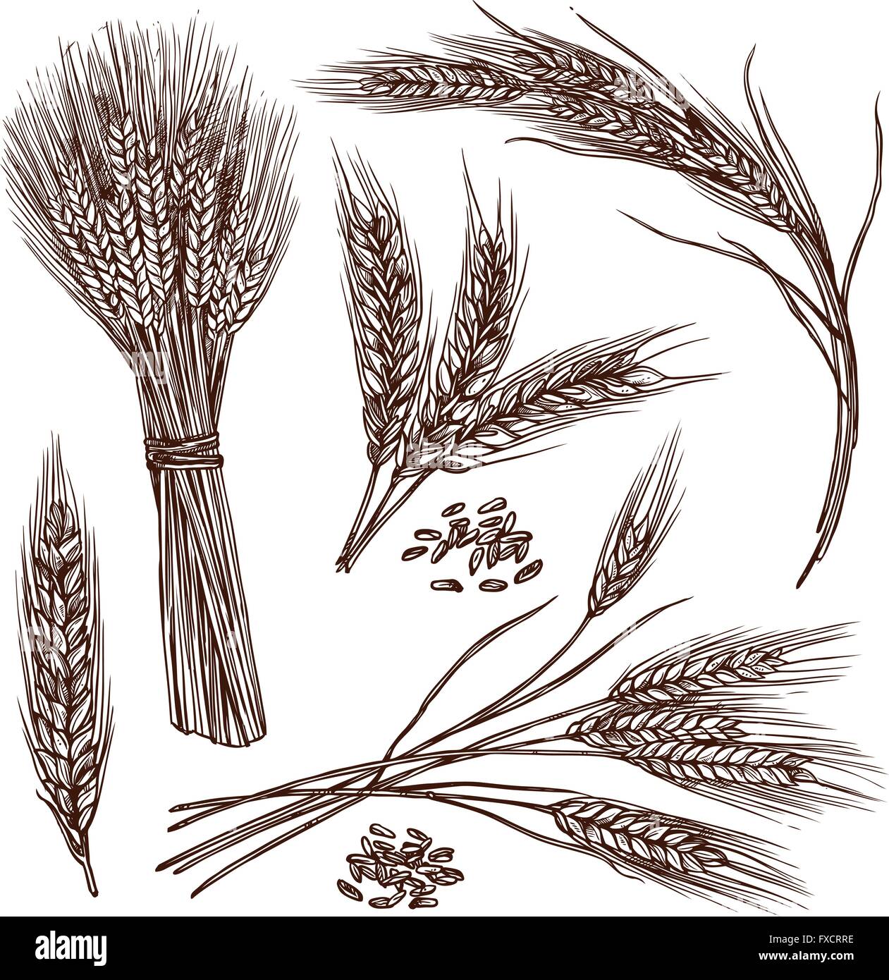 Vector Hand Drawn Wheat Ears Sketch Illustration. Grains and Ears of Wheat.  Black Ear Isolated on White Background. Food Stock Vector - Illustration of  bakery, kitchen: 227886304