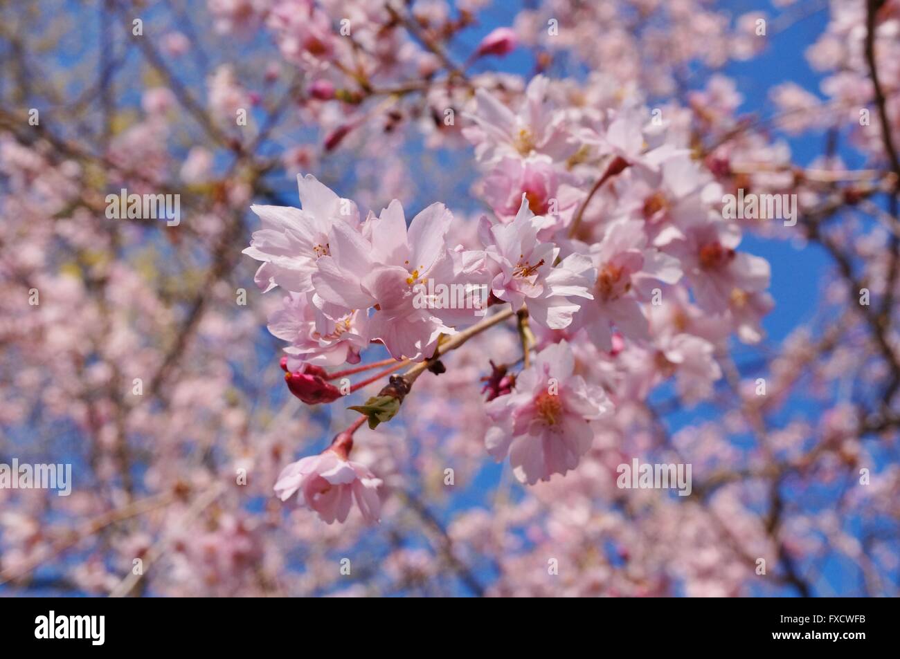 Pink blossoms of a weeping cherry prunus tree in spring Stock Photo