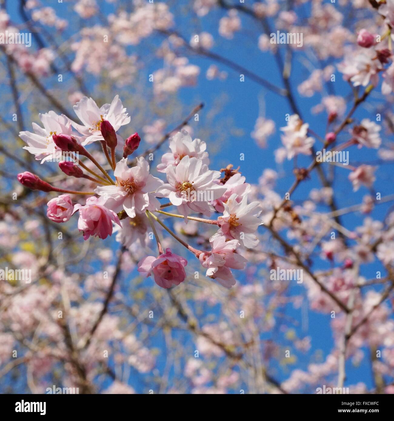 Pink blossoms of a weeping cherry prunus tree in spring Stock Photo