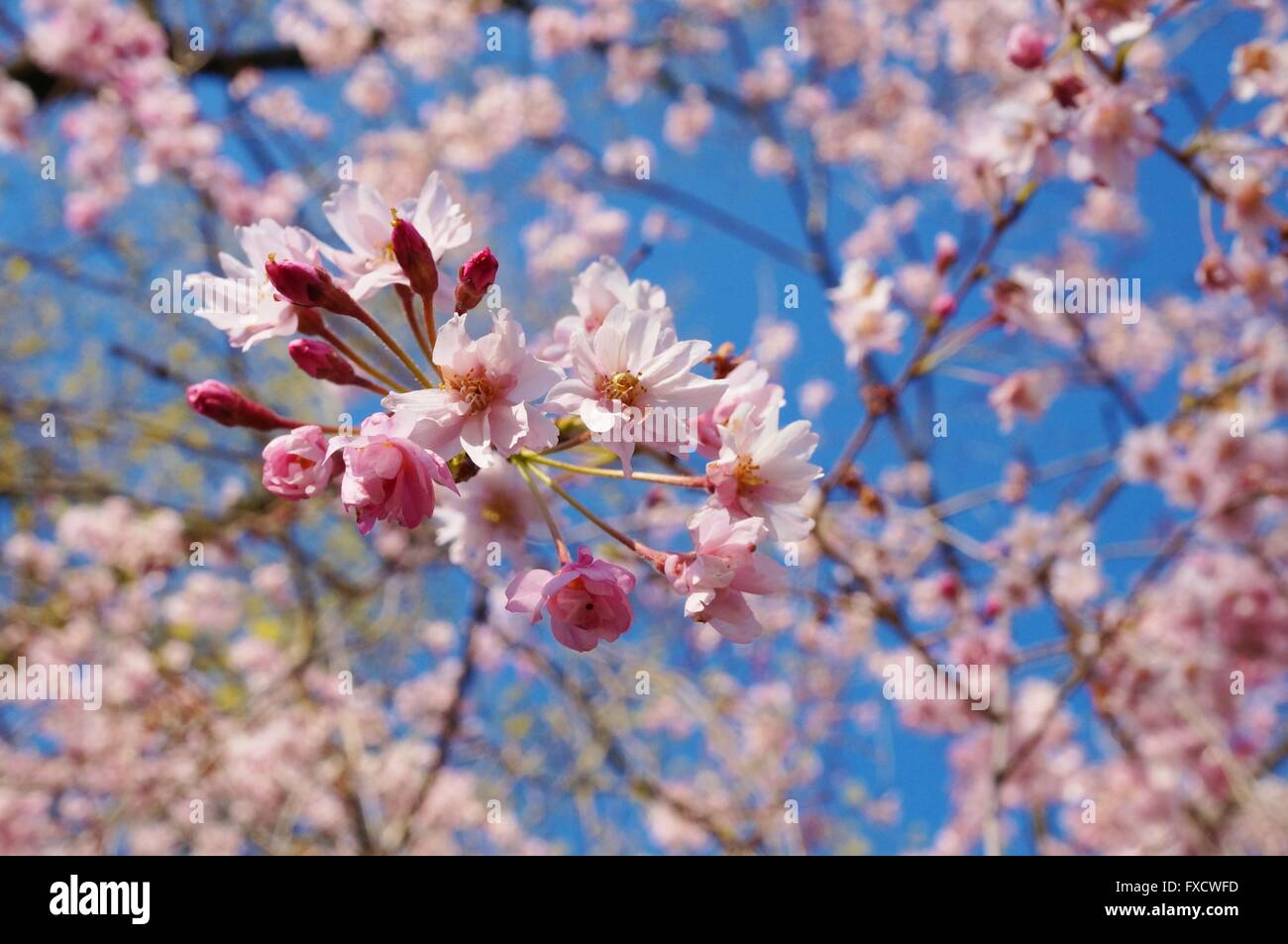 Pink blossoms of a weeping cherry prunus tree in spring Stock Photo