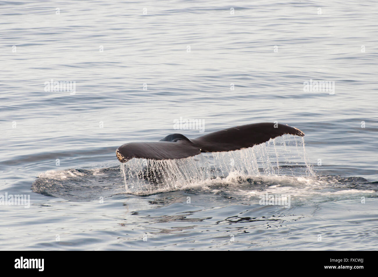 Humpback whale tail hi-res stock photography and images - Alamy