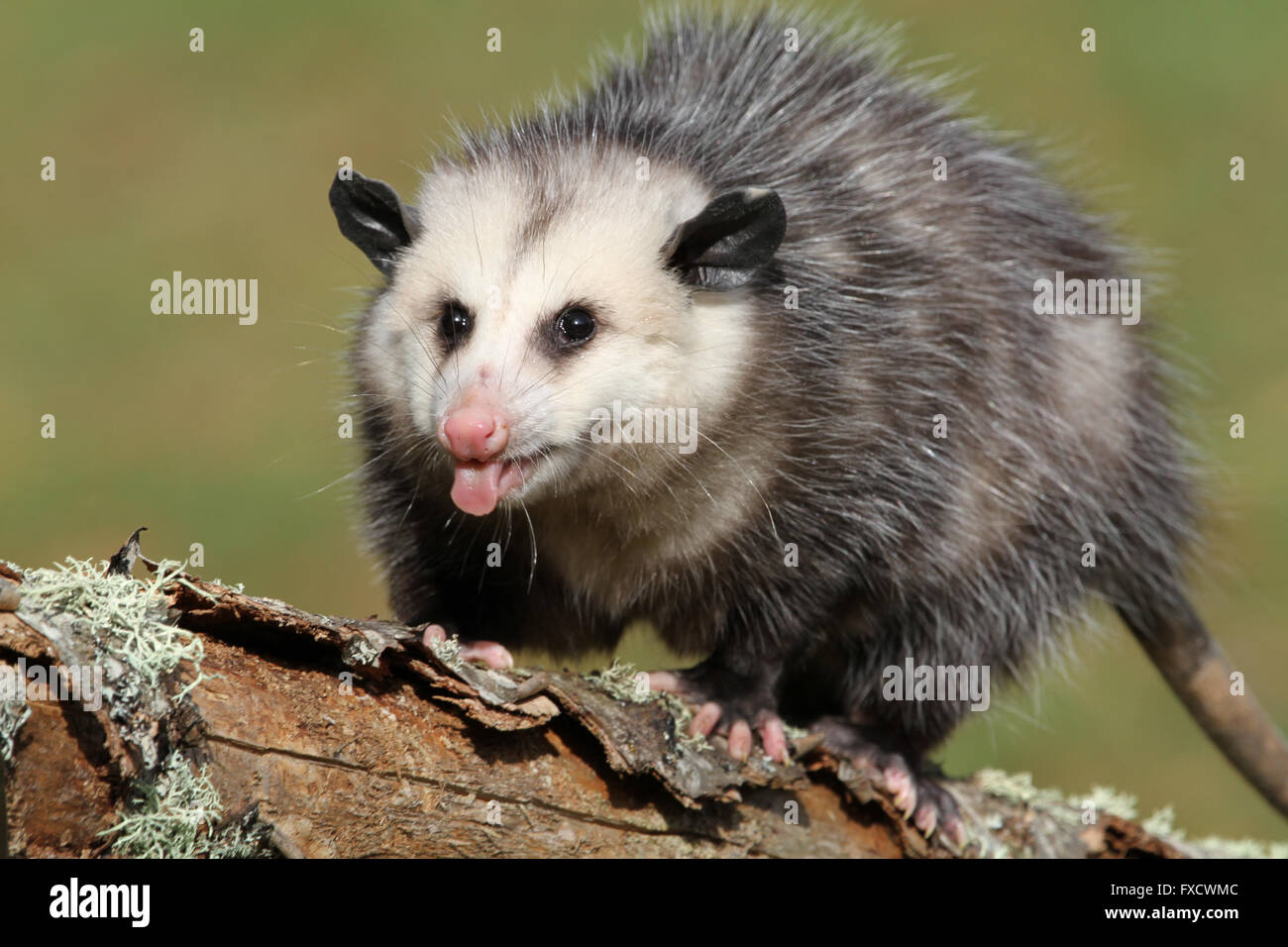 young adult possum puckering up Stock Photo