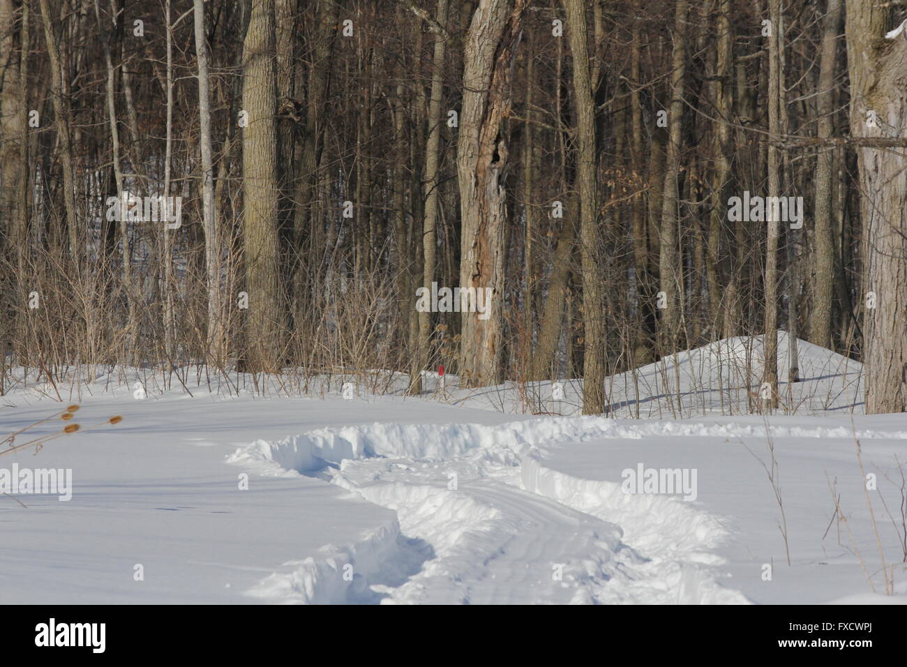 Large truck tire tracks through the thick snow by a small forested area. Stock Photo