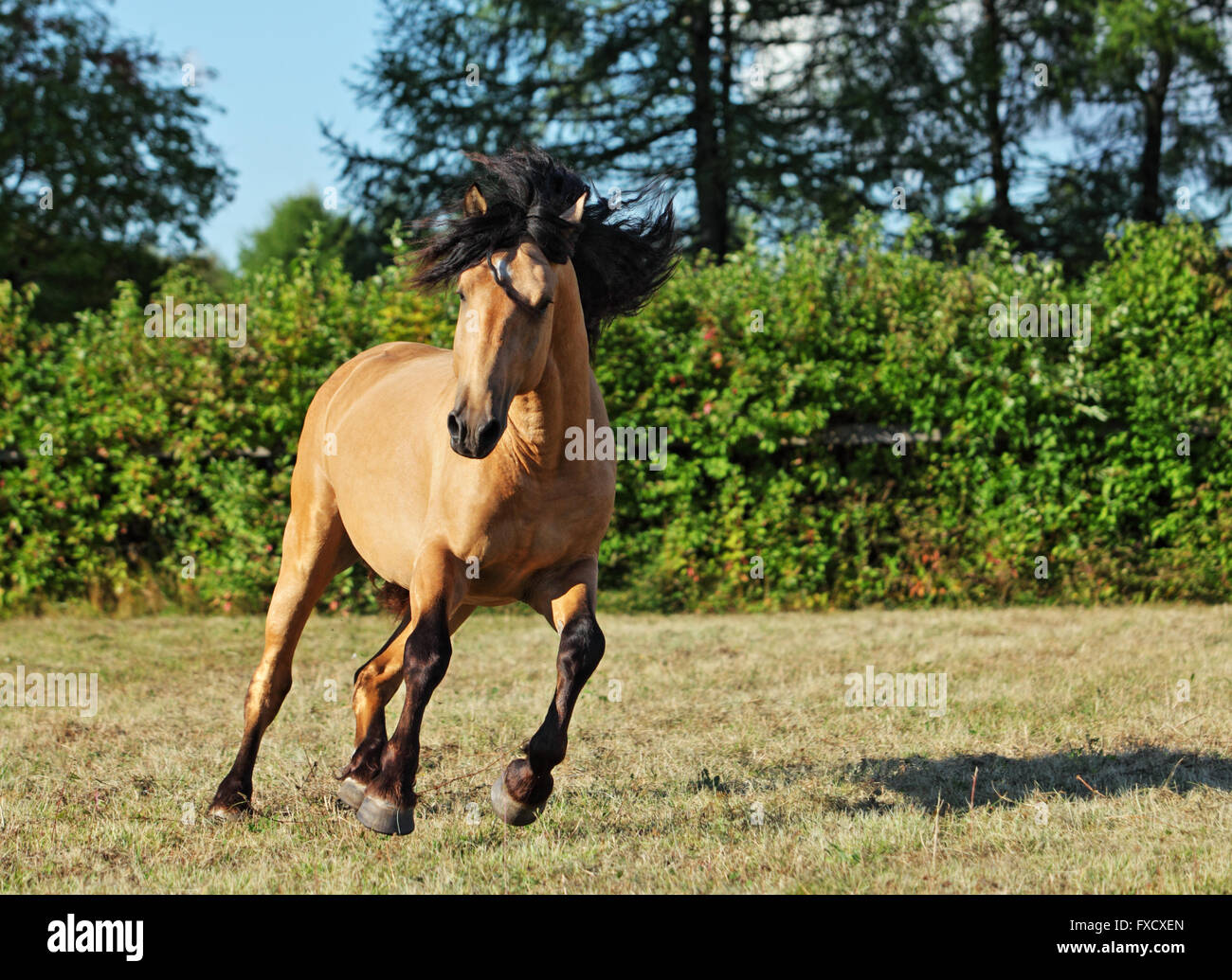 Gypsy Vanner Horse stallion galloping in evening stud farm Stock Photo