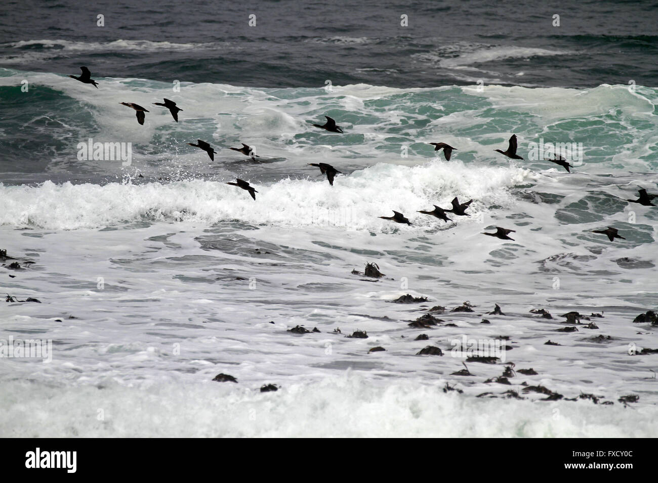 A swarm of  bank cormorants (Phalacrocorax neglectus), also known as Wahlberg's cormorants in flight, Kommetjie, South Africa. Stock Photo