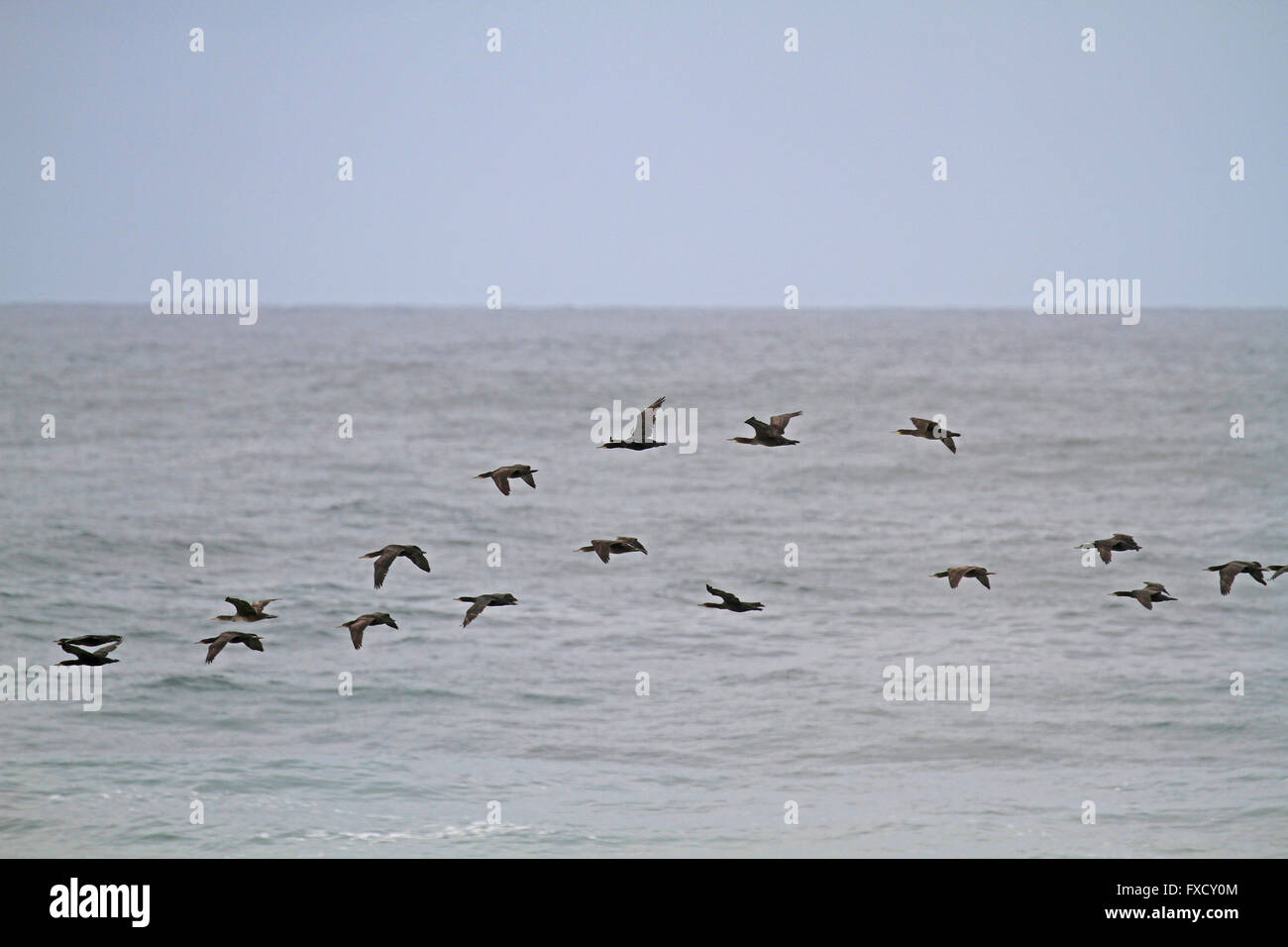 A swarm of  bank cormorants (Phalacrocorax neglectus), also known as Wahlberg's cormorants in flight, Kommetjie, South Africa. Stock Photo