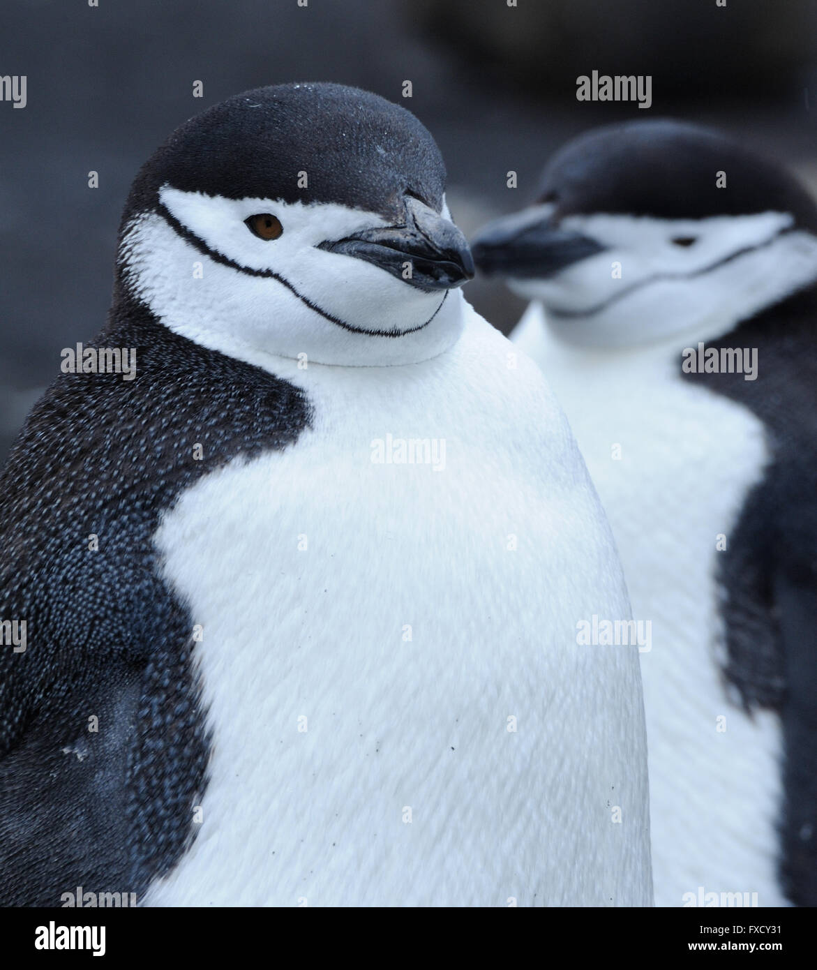 Chinstrap Penguins (Pygoscelis antarctica) Saunders Island, South