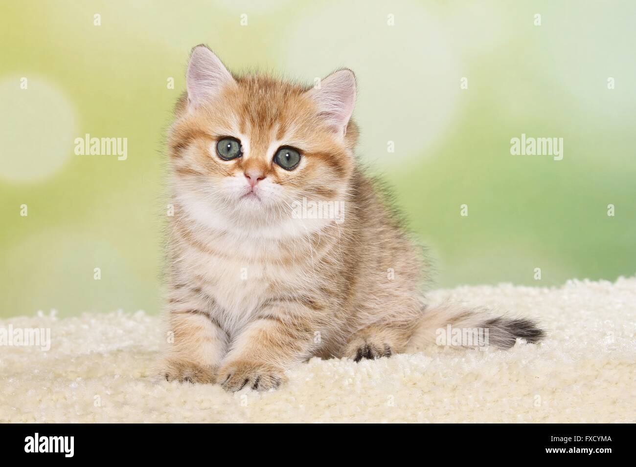 sitting British Shorthair Kitten Stock Photo Alamy