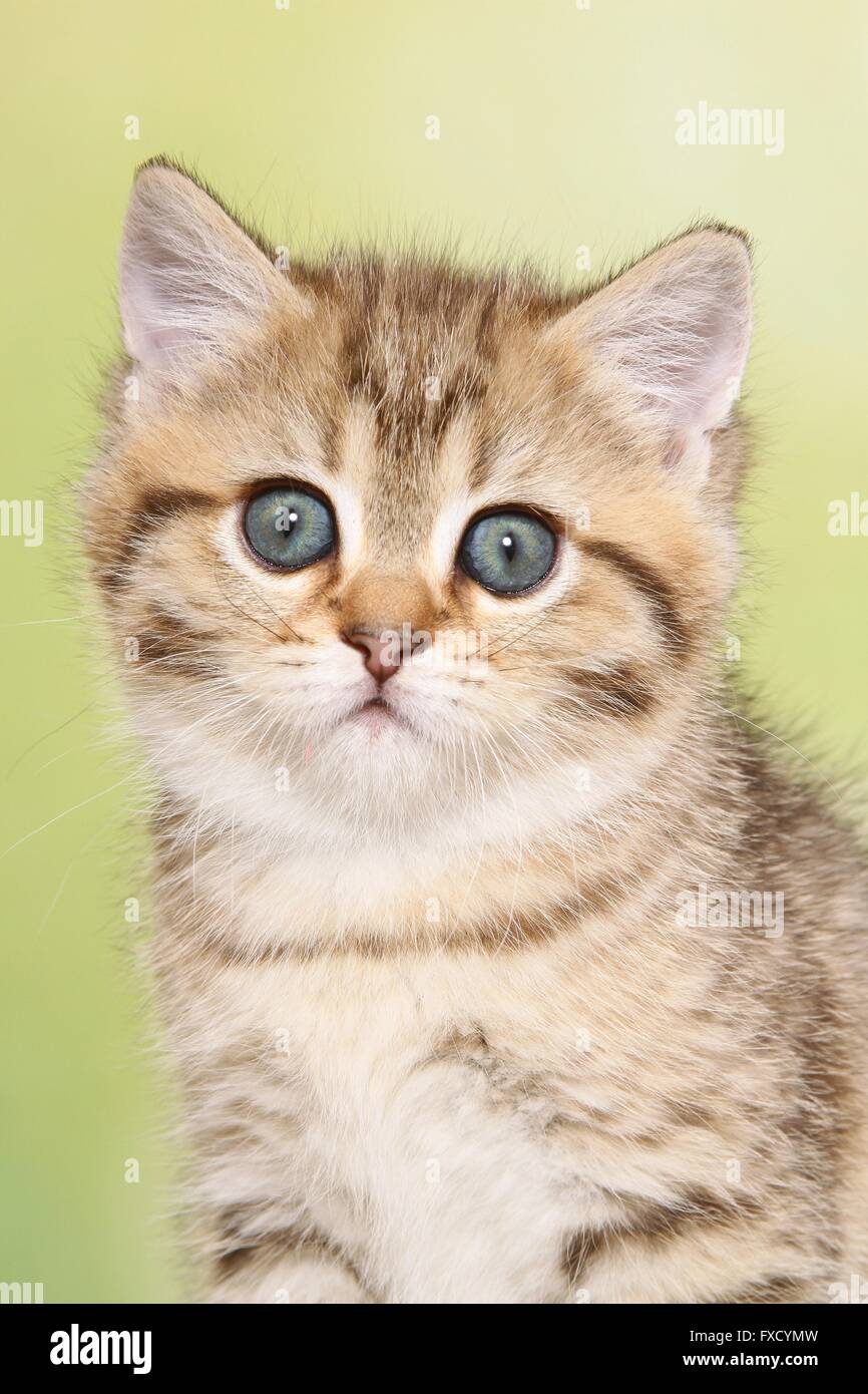 British Shorthair Kitten Portrait Stock Photo