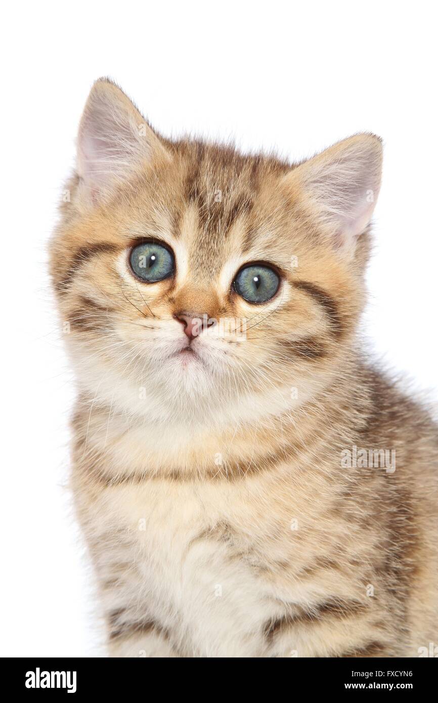 British Shorthair Kitten Portrait Stock Photo
