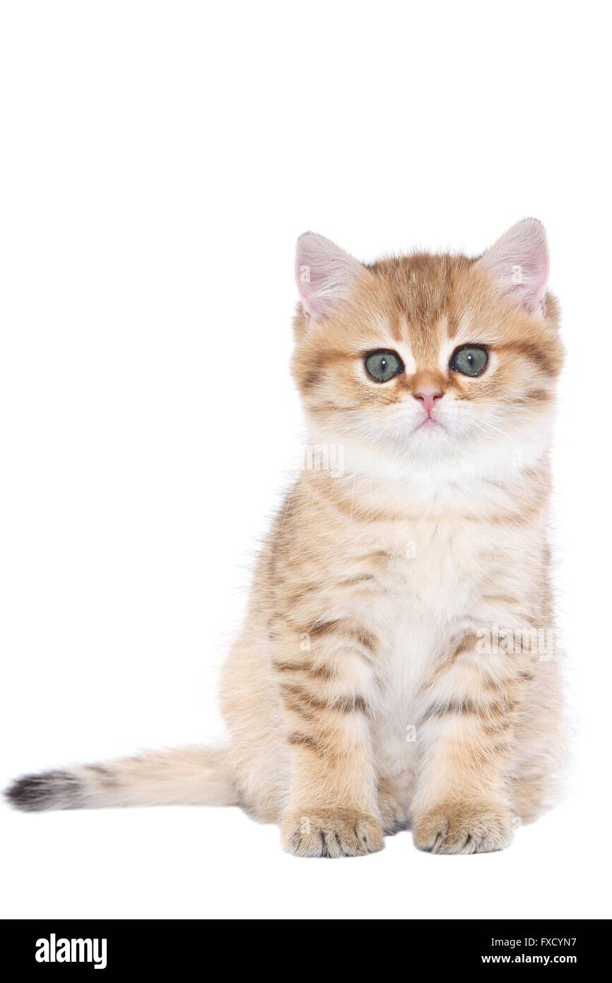 British Shorthair Cat, Kitten, Blackgoldenshaded, Weeks,, 41 OFF