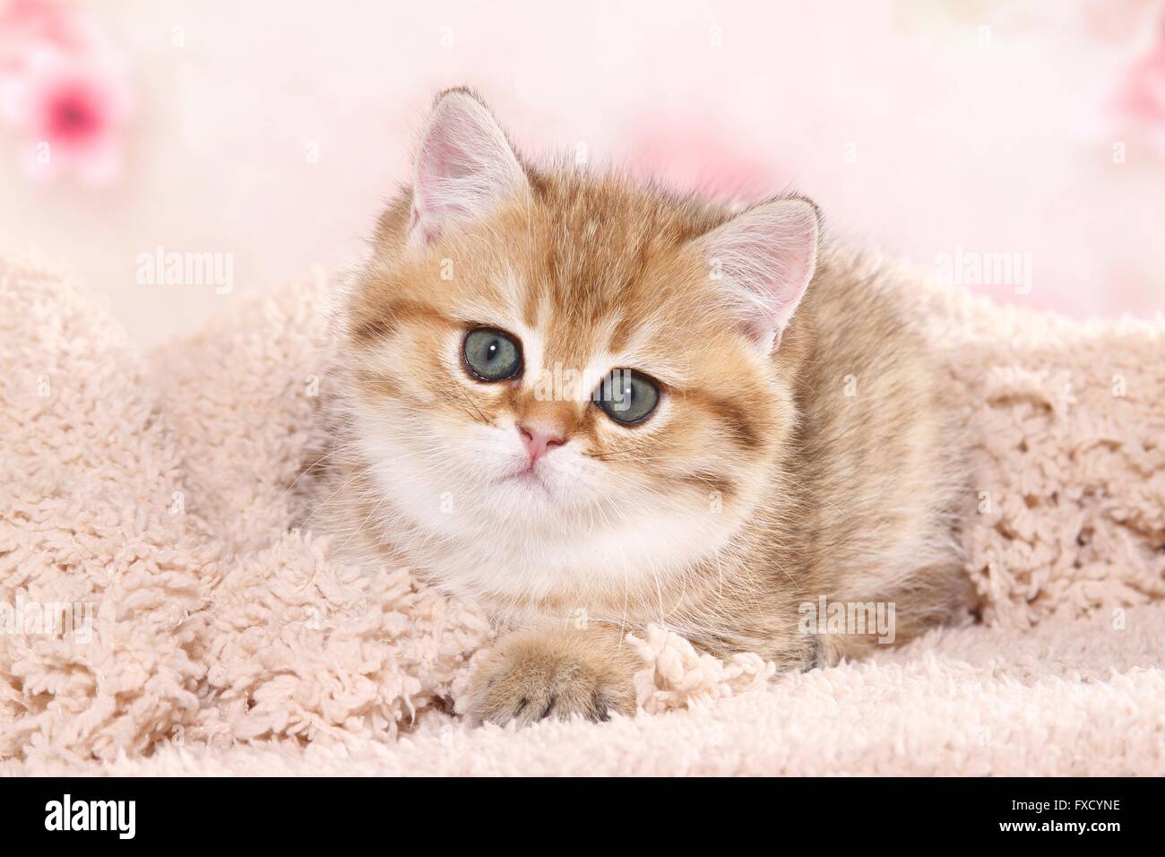 lying British Shorthair Kitten Stock Photo - Alamy