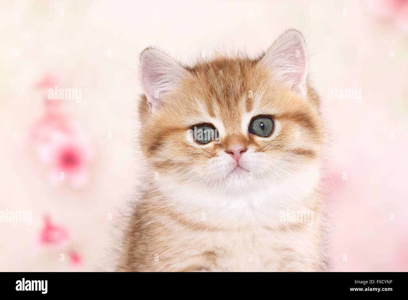 British shorthair kittens hi-res stock photography and images - Alamy