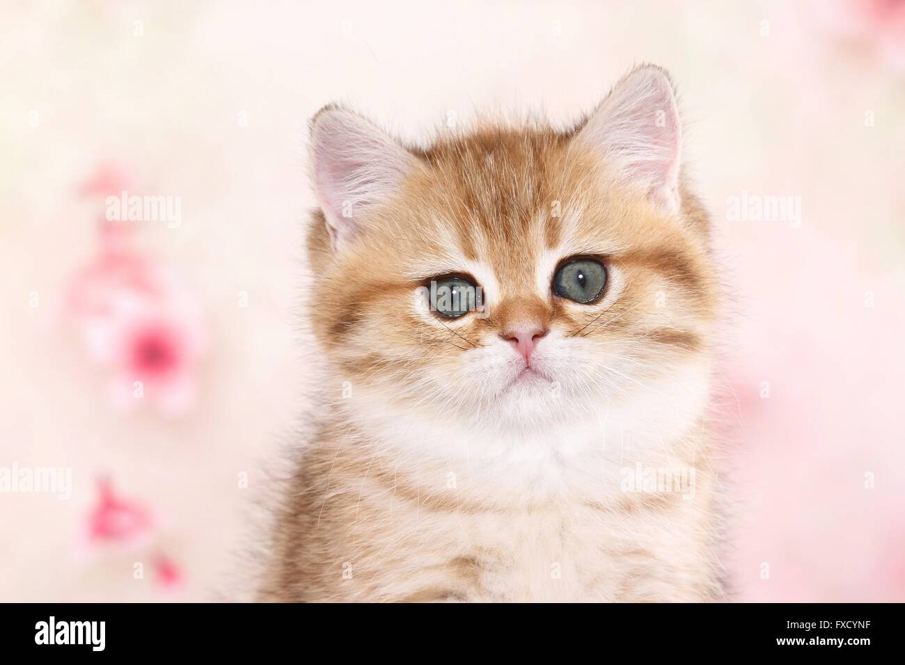 British Shorthair Kitten Portrait Stock Photo