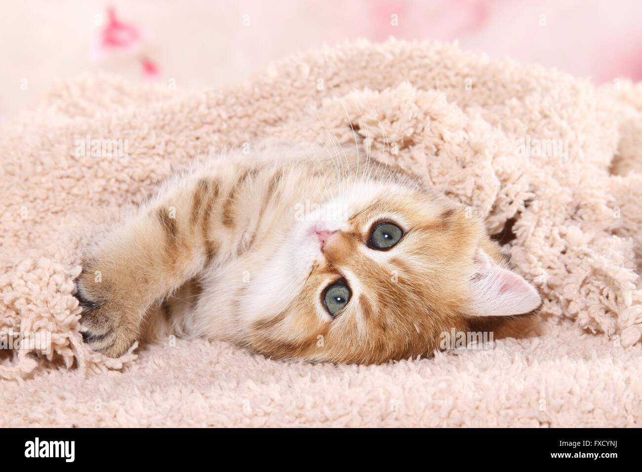 lying British Shorthair Kitten Stock Photo - Alamy