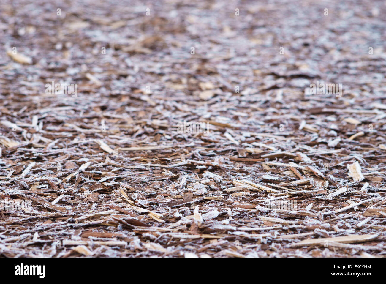 Natural bark used as a soil covered by morning frost, selective focus Stock Photo