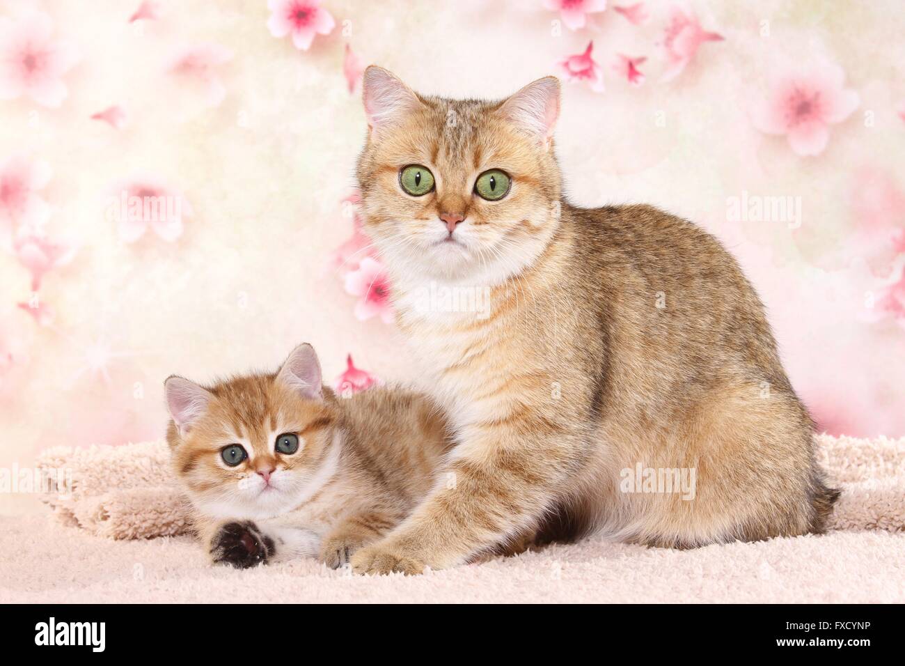 British Shorthair cat with kitten Stock Photo