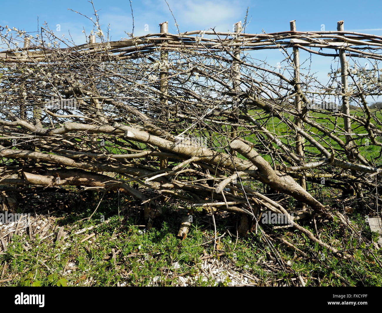 An example of a recently laid hedge near Stockbridge in Hampshire showing that the skill of hedge laying still exists. Stock Photo