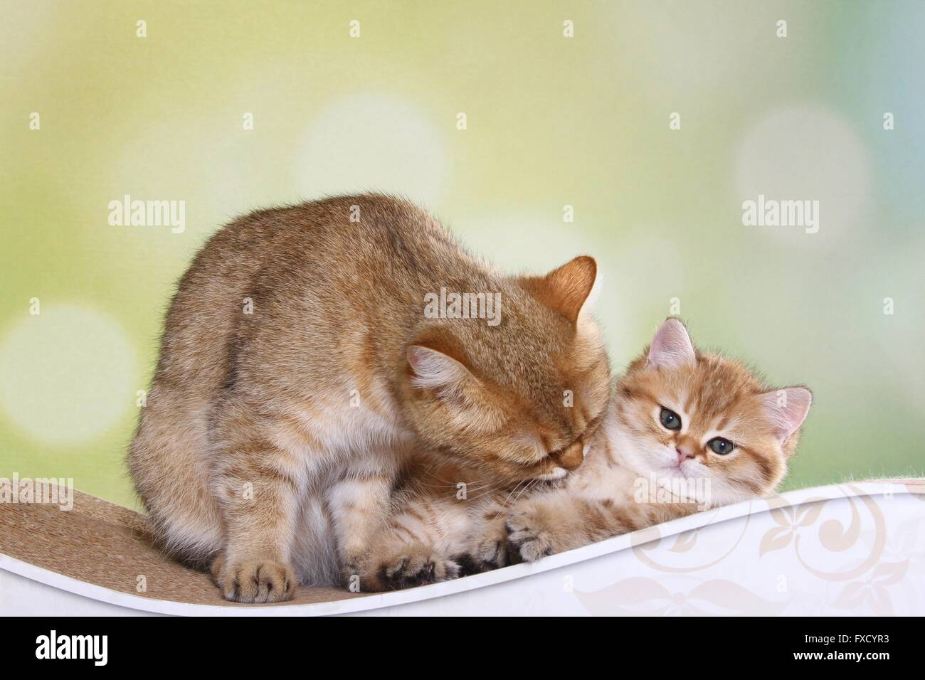 British Shorthair cat with kitten Stock Photo