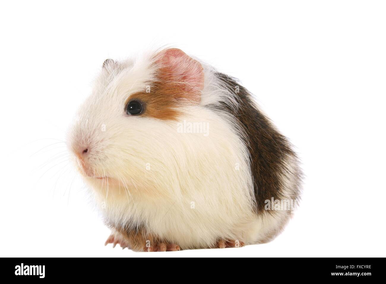 Sheltie Guinea Pig Stock Photo - Alamy