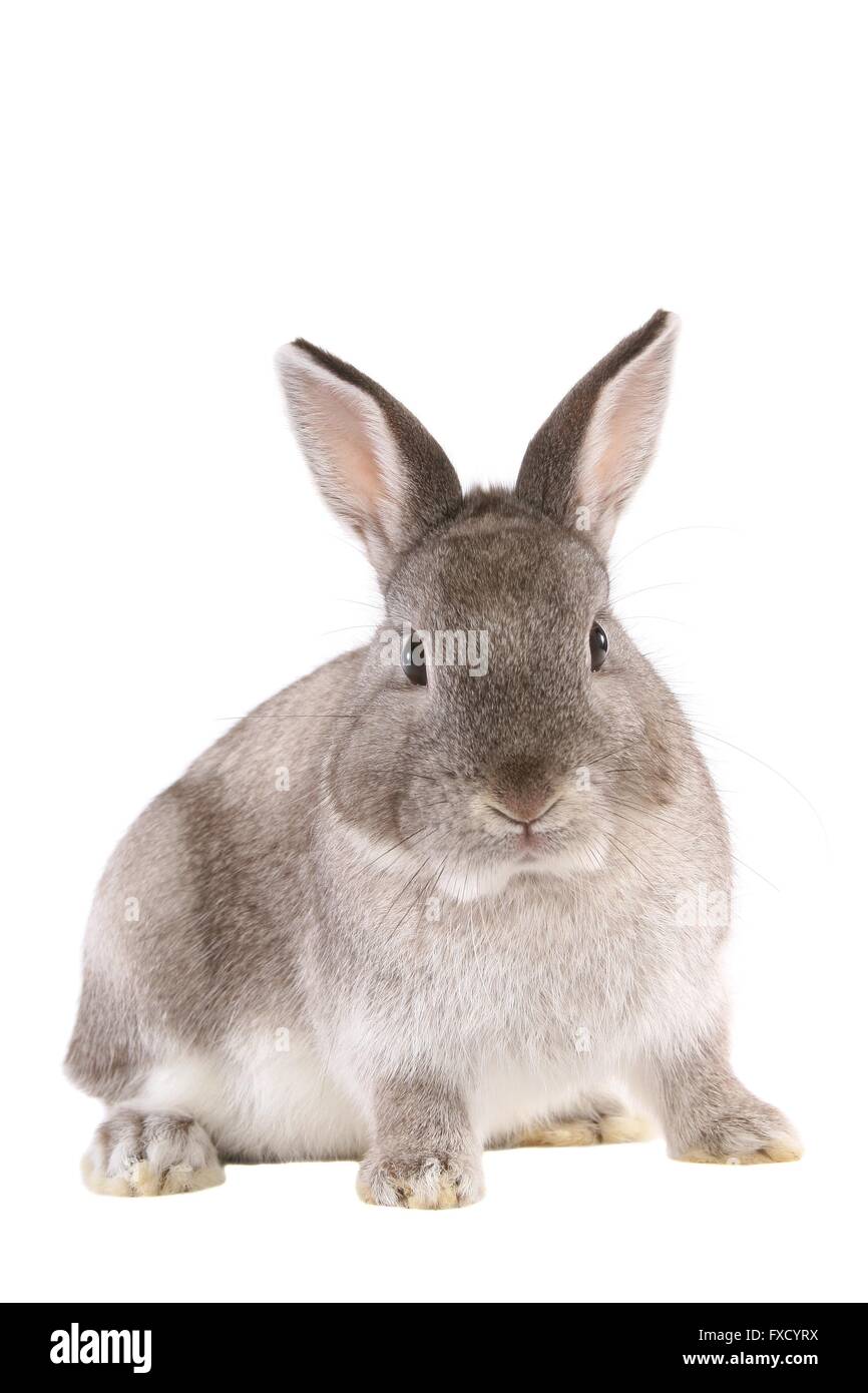 Grey rabbit domestic Cut Out Stock Images & Pictures - Alamy