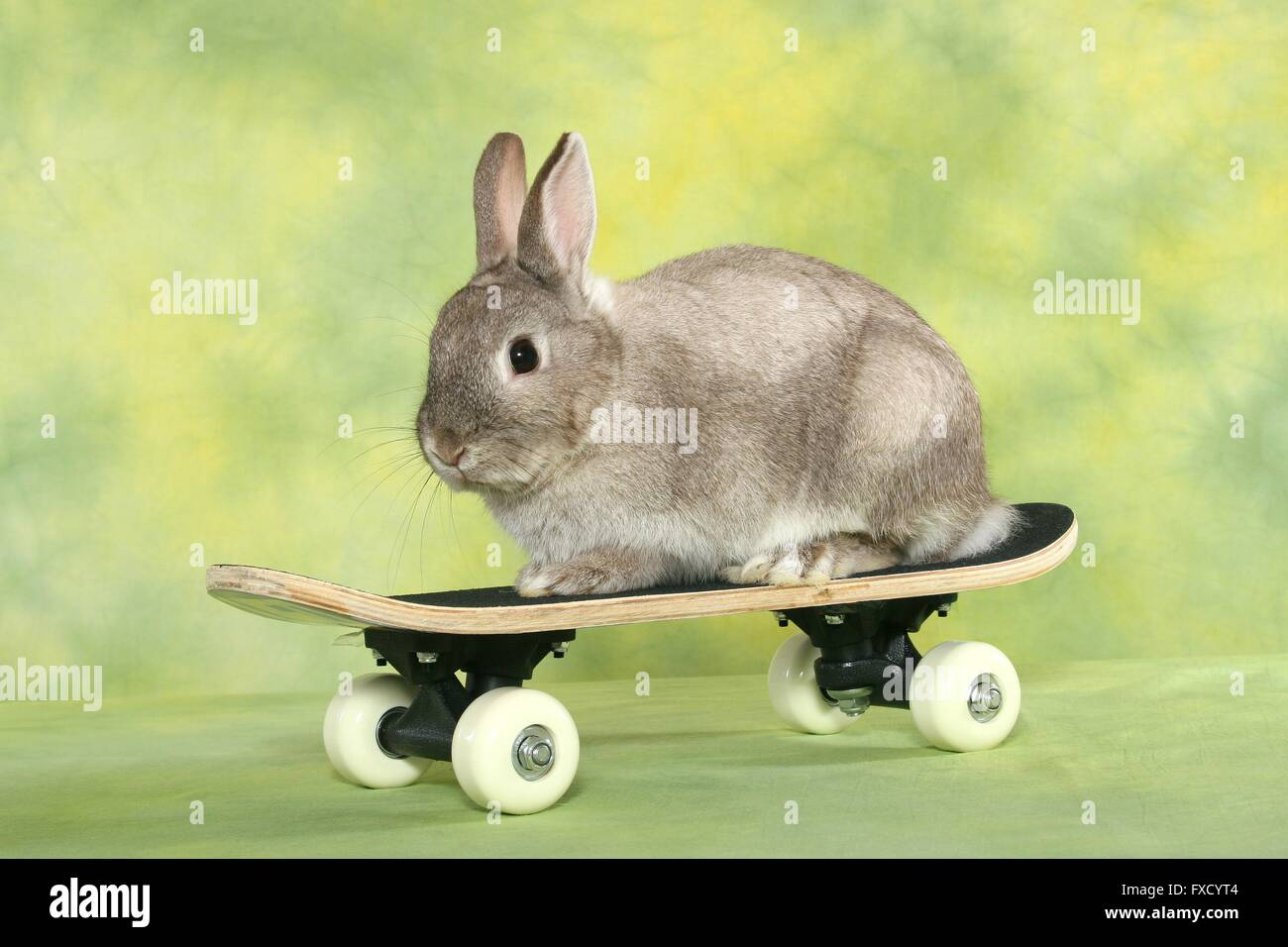 Rabbit skateboarding hi-res stock photography and images - Alamy