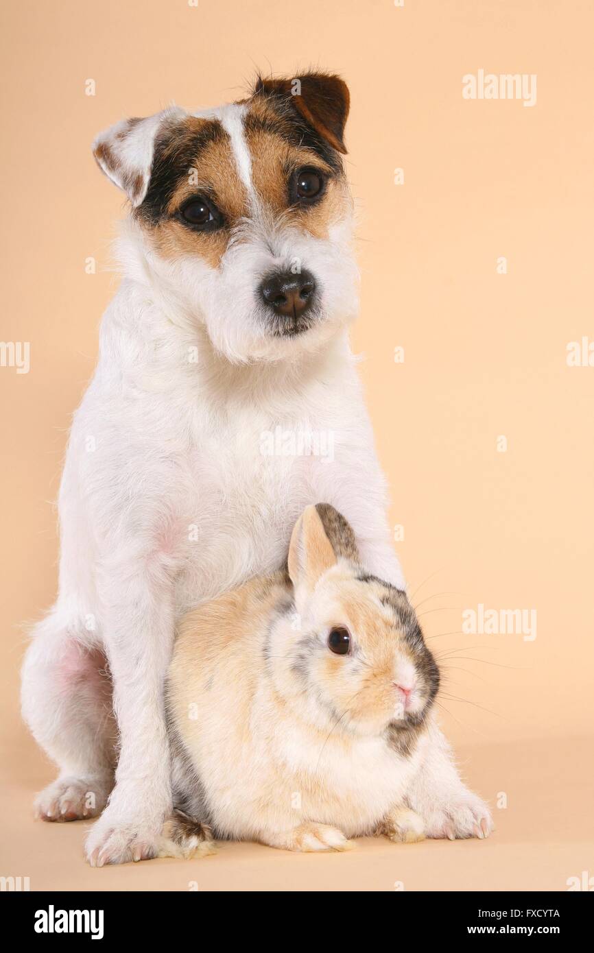 Parson Russell Terrier and dwarf rabbit Stock Photo - Alamy