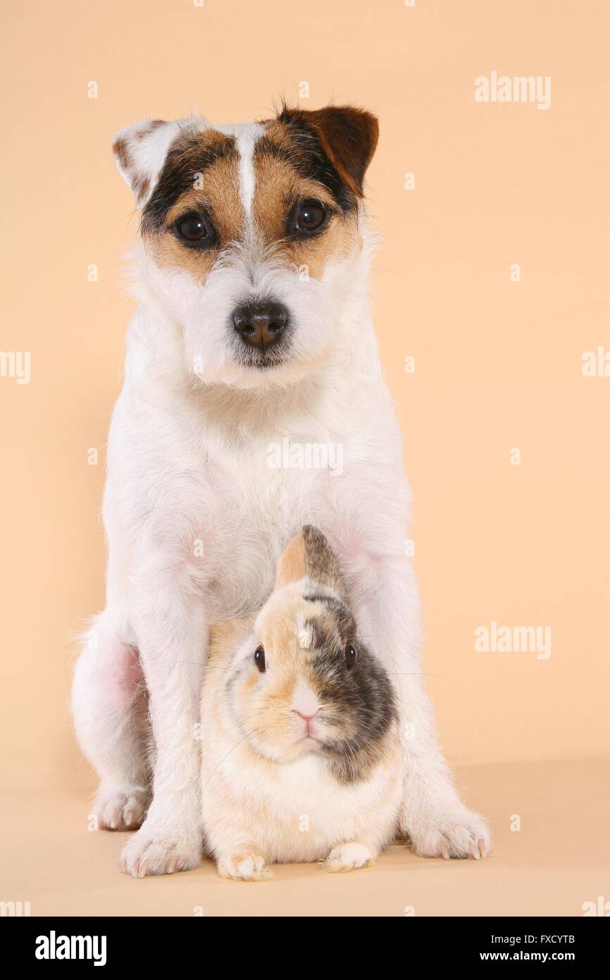 Parson Russell Terrier and dwarf rabbit Stock Photo - Alamy