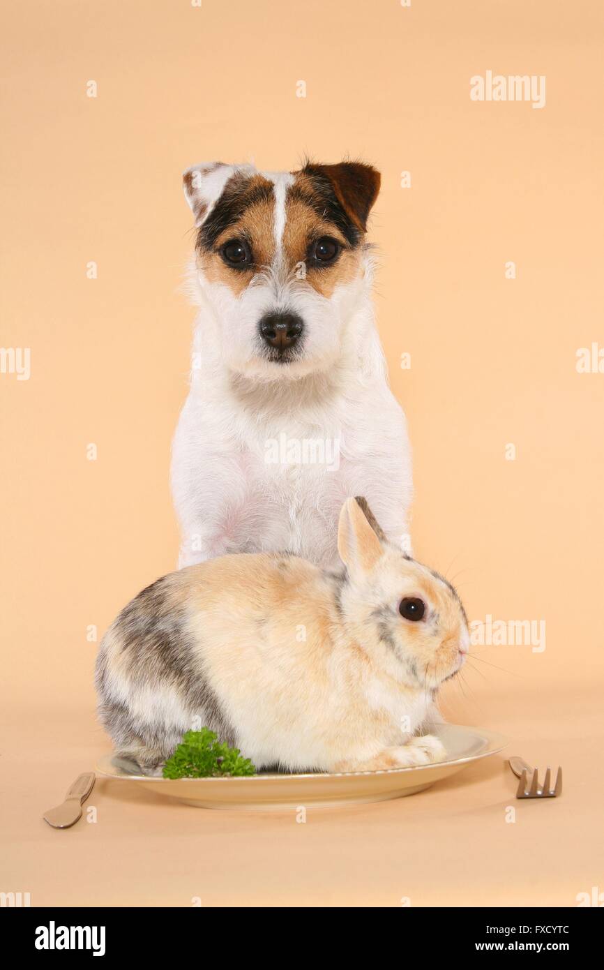 Parson Russell Terrier and dwarf rabbit Stock Photo - Alamy